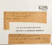 Pseudoleskeella tectorum image