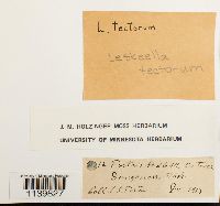 Pseudoleskeella tectorum image