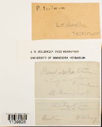 Pseudoleskeella tectorum image