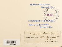 Pseudoleskeella tectorum image