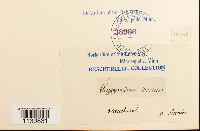 Leskeella nervosa image