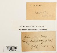 Leskeella nervosa image