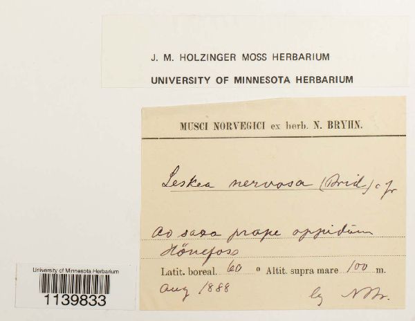 Leskeella nervosa image