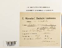 Leskeella nervosa image