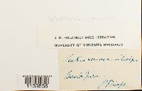 Leskeella nervosa image