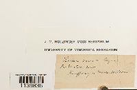 Leskeella nervosa image