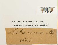 Leskeella nervosa image