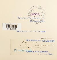 Leskeella nervosa image