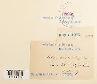 Leskeella nervosa image