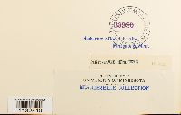 Leskeella nervosa image