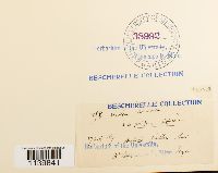 Leskeella nervosa image