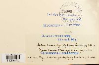 Leskeella nervosa image