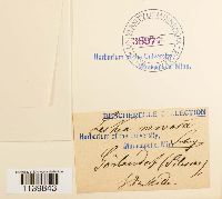 Leskeella nervosa image