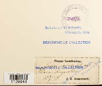 Leskeella nervosa image