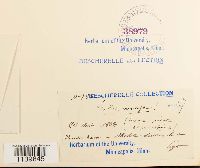 Leskeella nervosa image