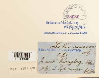 Leskeella nervosa image