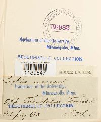 Leskeella nervosa image