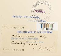 Leskeella nervosa image