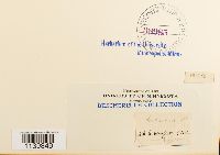 Leskeella nervosa image