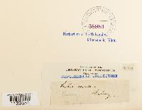 Leskeella nervosa image