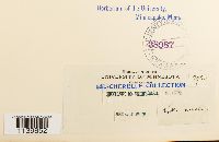 Leskeella nervosa image