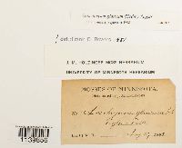 Leucobryum glaucum image