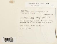 Leucobryum glaucum image