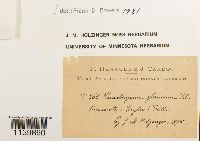 Leucobryum glaucum image