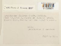 Leucobryum glaucum image