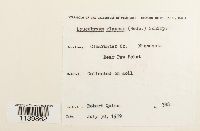 Leucobryum glaucum image