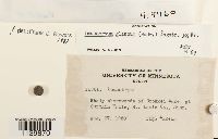 Leucobryum glaucum image