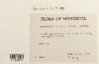 Leucobryum glaucum image