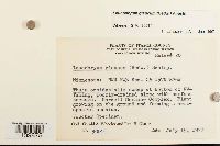 Leucobryum glaucum image