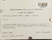 Leucobryum glaucum image