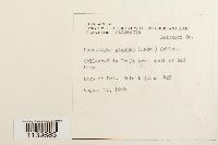 Leucobryum glaucum image