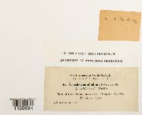 Leucobryum albidum image