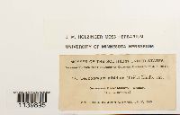 Leucobryum albidum image