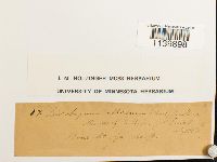 Leucobryum albidum image