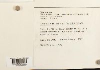 Leucobryum albidum image