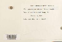 Leucobryum albidum image