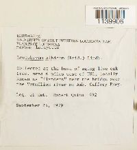 Leucobryum albidum image