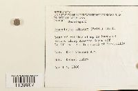 Leucobryum albidum image