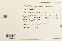 Leucobryum albidum image