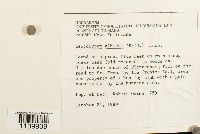 Leucobryum albidum image