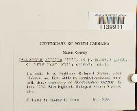 Leucobryum albidum image