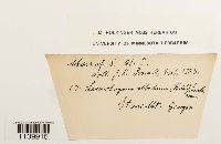 Leucobryum albidum image