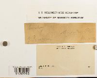 Leucobryum albidum image