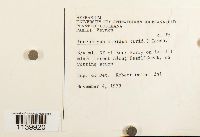 Leucobryum albidum image