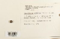 Leucobryum albidum image