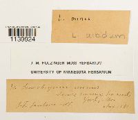 Leucobryum albidum image